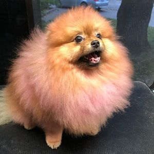 Meet your Posher, Shantel